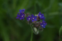 Anchusa officinalisGewone ossetong  bestellen